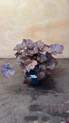 Lot 1048 - Heuchera -‘Palace Purple’