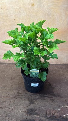 Lot 1049 - Scented Geranium -‘Moskito Schoker’