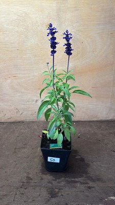 Lot 1050 - Salvia -‘Farina - Blue’