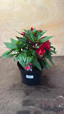 Lot 1051 - New Guinea Impatiens -‘ Sonic Dark Red’
