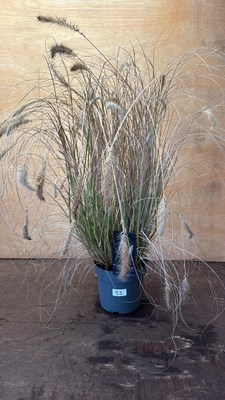 Lot 1052 - Grass -‘Pennisetum Hameln’