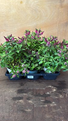 Lot 1053 - Tray of 6 mixed Hardy Hebes