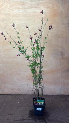 Lot 1054 - Hardy Salvia -‘Cherry Lips’