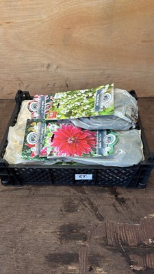 Lot 1055 - Crate of 12 mixed Summer bulb packs