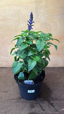 Lot 1056 - Large hardy Salvia -‘Mysty’