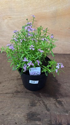 Lot 1057 - Iberis -‘Mermaid Lavender’