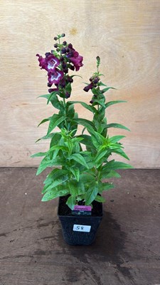 Lot 1058 - Penstemon -‘PartyBells Violet’