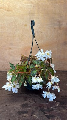 Lot 1059 - White Begonia hanging pot