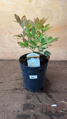 Lot 1060 - Peony -‘Shirley Temple’