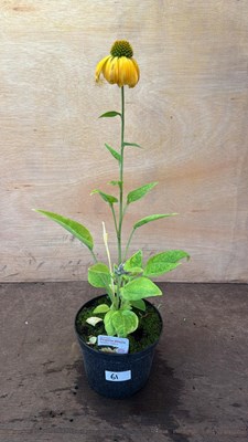 Lot 1061 - Echinacea -‘Golden Yellow’