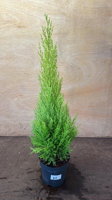 Lot 1062 - Lemon Scented GoldCrest