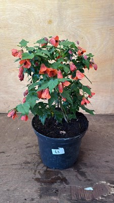 Lot 1063 - Patio Abutilon