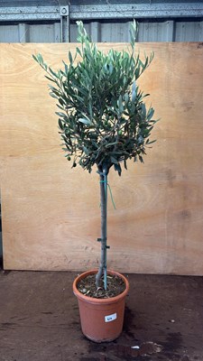 Lot 1064 - Standard Olive