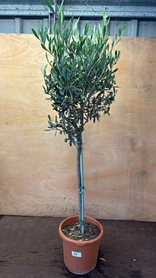 Lot 1065 - Standard Olive