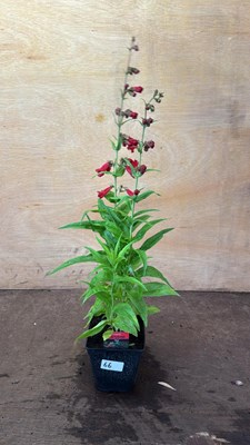 Lot 1066 - Penstemon -‘PartyBells Red’