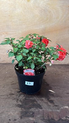 Lot 1067 - New Guinea impatiens -‘Glimmer Orange’