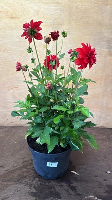 Lot 1068 - Large Red Dahlia