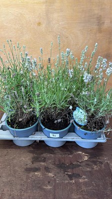 Lot 1070 - Tray of 6 White Lavender