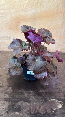 Lot 1071 - Heuchera -‘Palace Purple’