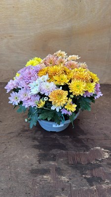 Lot 1072 - Chrysanthemum bowl