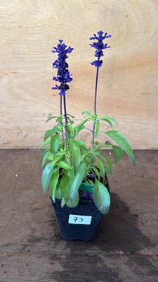 Lot 1073 - Salvia -‘Farina - Blue’