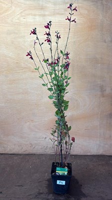 Lot 1074 - Hardy Salvia -‘Cherry Lips’
