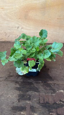 Lot 1075 - Heuchera -‘Coral Forest - Scarlet’