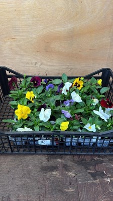 Lot 1076 - 4 packs in a crate of 6 pack Pansies