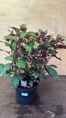 Lot 1077 - Large Fuchsia -‘Koralle’