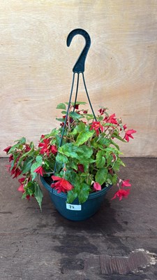 Lot 1078 - Red Begonia hanging pot