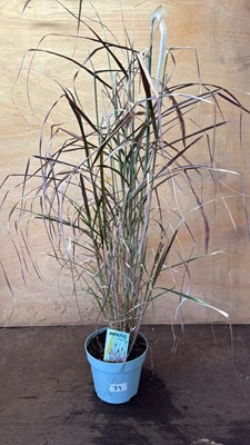 Lot 1079 - Grass -‘Pennisetium Advena Rubrum’