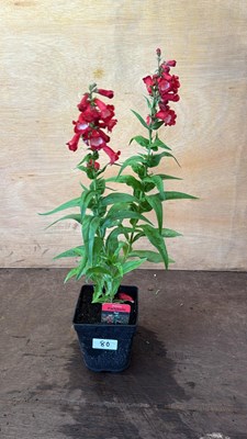Lot 1080 - Penstemon -‘Partybells Red’
