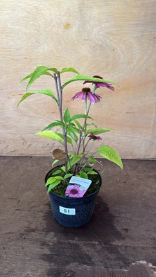 Lot 1081 - Echinacea -‘Prairie splendor compact rose’