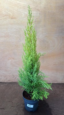 Lot 1082 - Lemon Scented Goldcrest