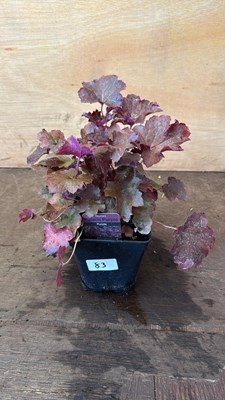 Lot 1083 - Heuchera -‘Palace Purple’