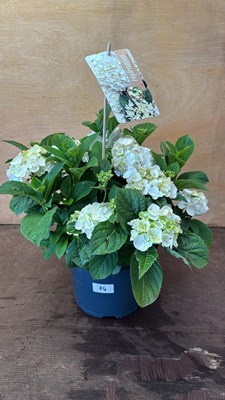 Lot 1084 - White Hydrangea