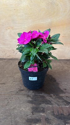 Lot 1085 - New Guinea Impatiens -‘Sonic Lilac’