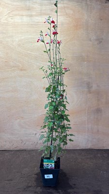 Lot 1086 - Hardy Salvia -‘Hot Lips’