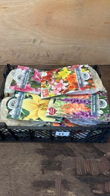 Lot 1087 - Crate of 12 mixed Summer bulb packs