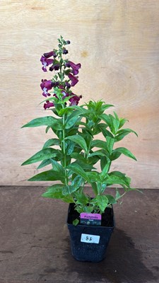 Lot 1088 - Penstemon -‘Partybells Violet’