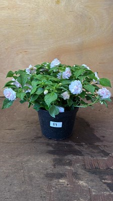 Lot 1089 - New Guinea Impatiens -‘Apple Blossom’