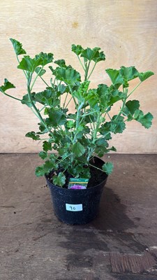 Lot 1090 - Scented Geranium -‘Cola’