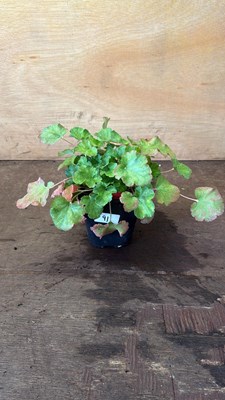 Lot 1091 - Heuchera -‘Coral Forest - Scarlet’