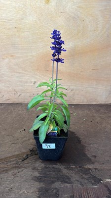 Lot 1092 - Salvia -‘Farina - Blue’