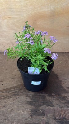Lot 1093 - Iberis -‘Mermaid Lavender’