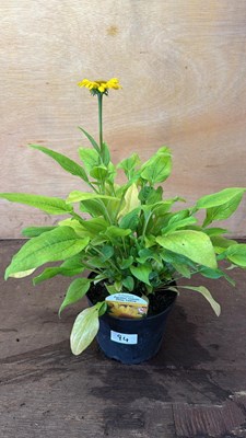 Lot 1094 - Echinacea -‘Deep Yellow’