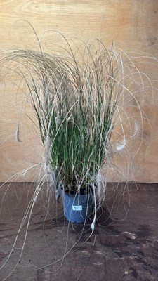 Lot 1095 - Grass -‘Pennisetum Hameln’