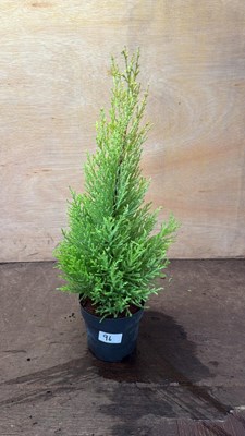 Lot 1096 - Lemon scented Goldcrest