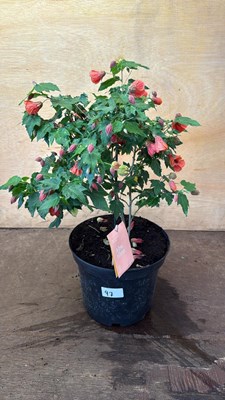 Lot 1097 - Patio Abutilon