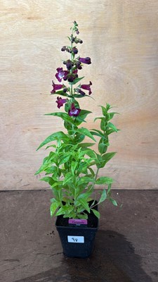 Lot 1098 - Penstemon -‘PartyBells Violet’
